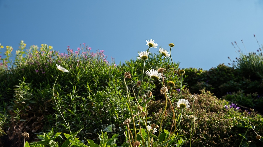 groene gevel hangtuin muurtuin beplanting Plantwerpen groene gevel hangtuin muurtuin beplanting Plantwerpen